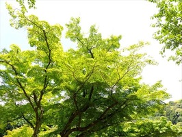 DSCF3053_R