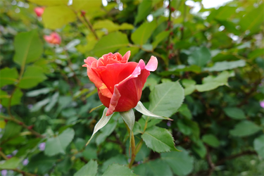 DSC06881_R