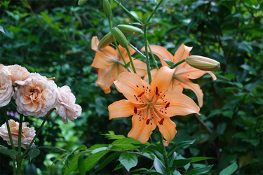 DSC08298_R
