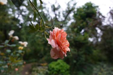 DSC08906_R