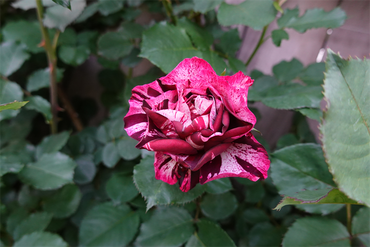 DSC07133_R