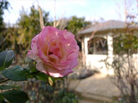 DSCF5530_R