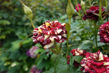 DSC08589_R