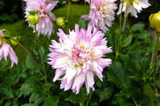 DSCF3671_R