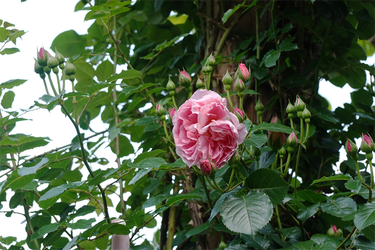 DSC07032_R