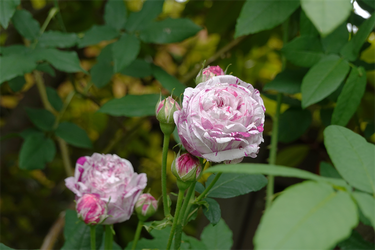 DSC07374_R