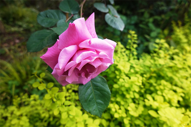 DSC07022_R