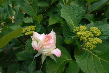 DSC07006_R