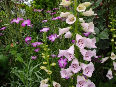 DSCF2609_R