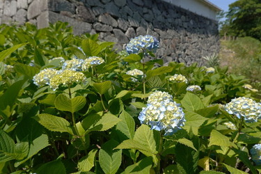 DSC08003_R (1)