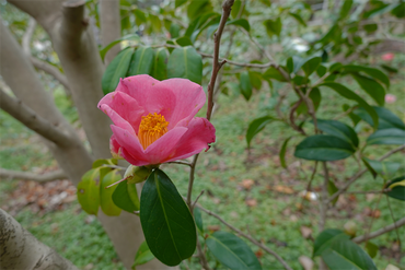 DSC06003_R