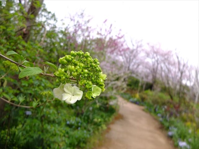 藍川京 の部屋 横浜イングリッシュガーデン ビバーナムスノーボールとハナズオウ Livedoor Blog ブログ 藍川京 の部屋 横浜イングリッシュガーデン ビバーナムスノーボールとハナズオウ Livedoor Blog ブログ