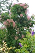 DSCF2918_R