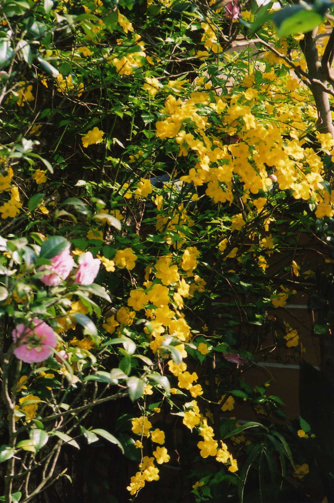 藍川京 の部屋 樹に咲く花 の図鑑 Livedoor Blog ブログ 藍川京 の部屋 樹に咲く花 の図鑑 Livedoor Blog ブログ