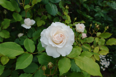 DSC07096_R
