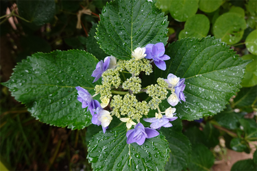DSC08040_R