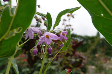 DSC08606_R