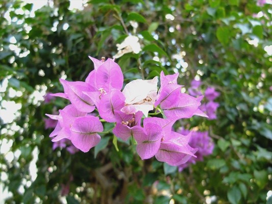 DSCF6511_R