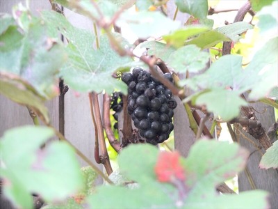DSCF5496_R
