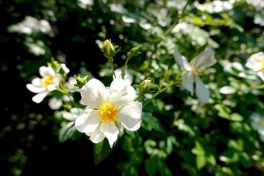 DSC02698_R