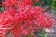DSCF5466_R