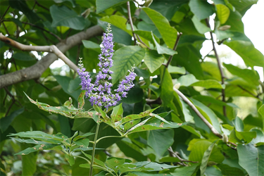 DSC09276_R