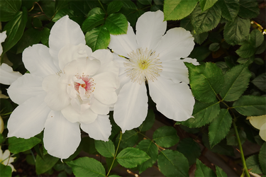 DSC07094_R