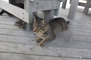 DSCF4191_R