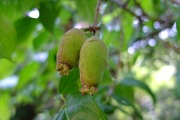DSCF2706_R