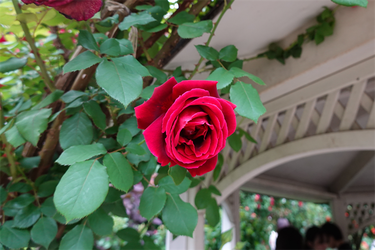 DSC07355_R