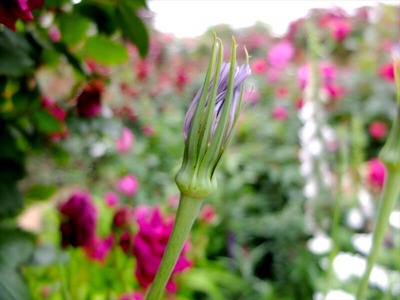 DSCF3267_R