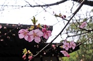 DSCF1129_R