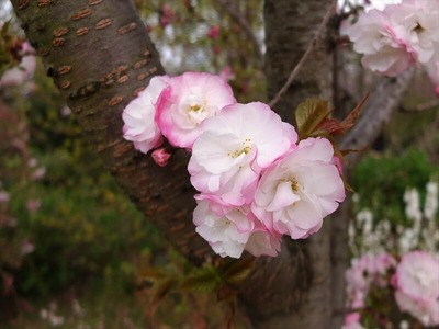 DSCF5135_R