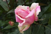 DSCF2051_R