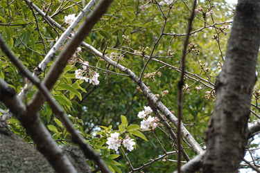 DSC00617_R