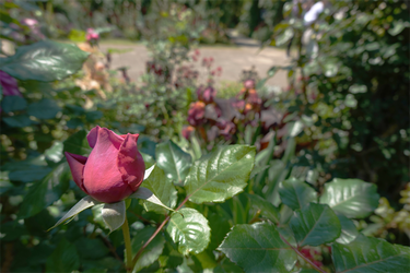 DSC07222_R