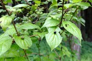 DSCF4247_R