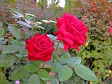DSCF4367_R