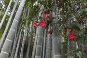 DSCF0550_R