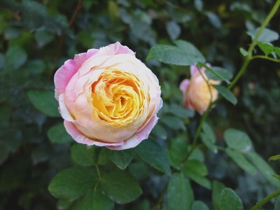 DSCF9302_R