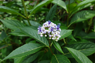 DSC02926_R