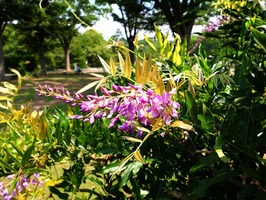 DSCF3921_R