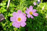 DSCF6713