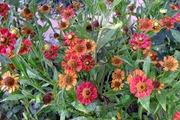 DSCF5412_R