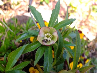 DSCF4599_R