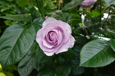 DSC07570_R