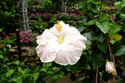 DSCF4292_R
