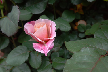 DSC06950_R