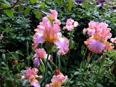 DSCF2502_R