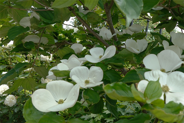 DSC07453_R